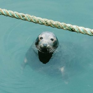 foca porto di Howth