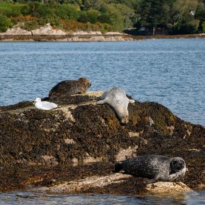 foca Glengarriff Irlanda