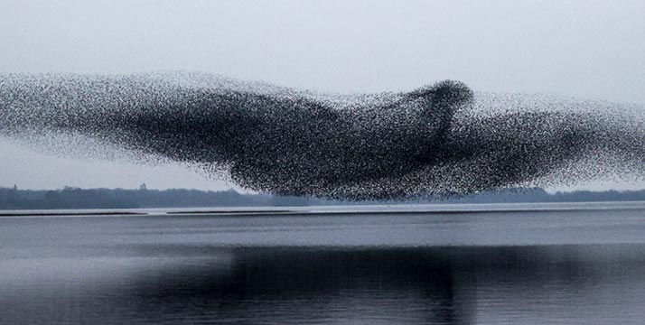 stormo in volo sul lago Ennell Irlanda